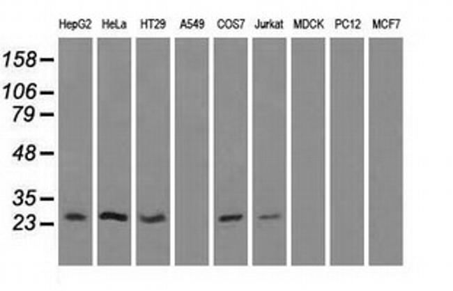 HSD17B10 Antibody in Western Blot (WB)