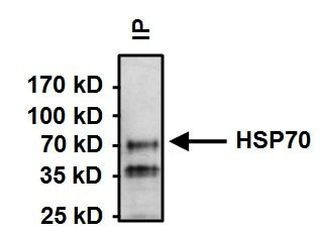 HSC70 Antibody in Immunoprecipitation (IP)