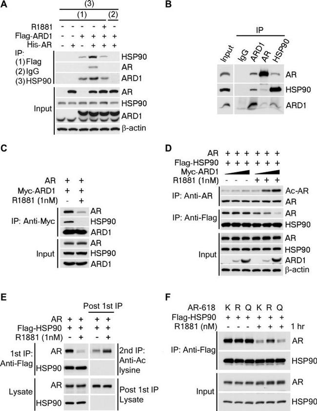 HSP90 alpha Antibody in Western Blot, Immunoprecipitation (WB, IP)