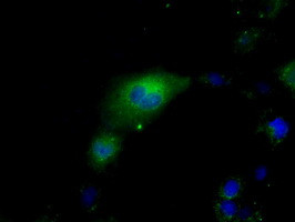 HSPA1A Antibody in Immunocytochemistry (ICC/IF)