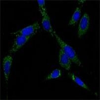 HSPA4 Antibody in Immunocytochemistry (ICC/IF)