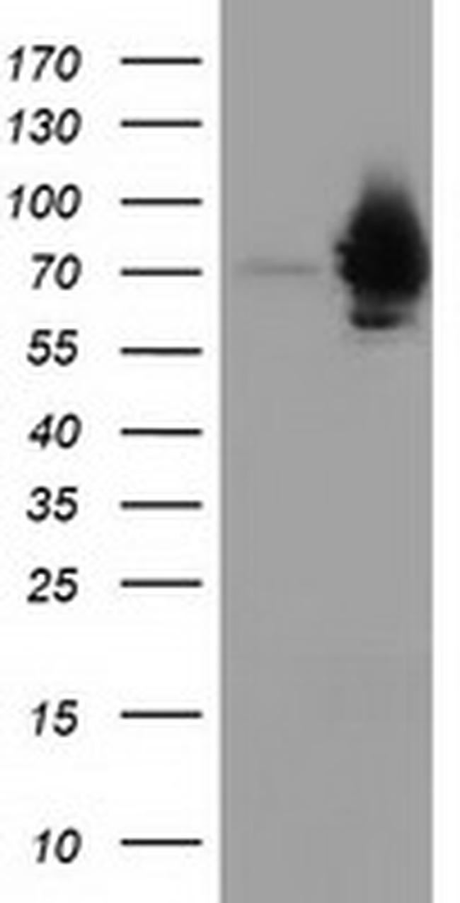 HSPA6 Antibody in Western Blot (WB)