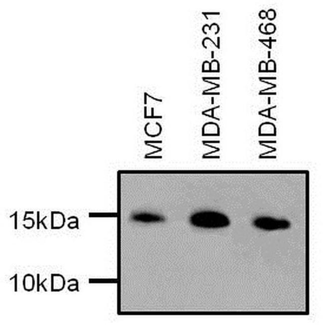 H3K9me2S10phK27me2S28ph Antibody in Western Blot (WB)