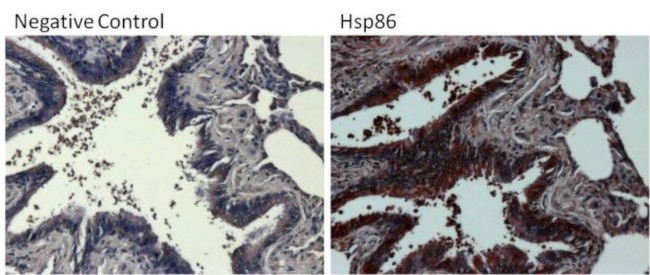 HSP90 alpha Antibody in Immunohistochemistry (Paraffin) (IHC (P))