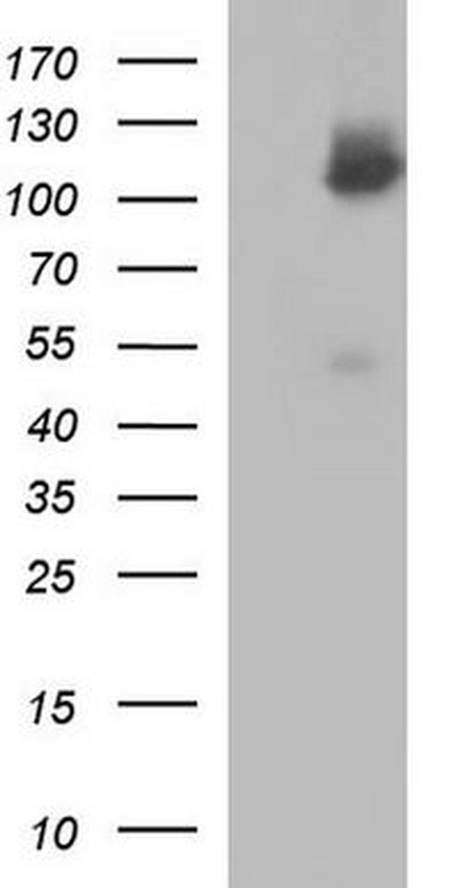 ICAM3 Antibody in Western Blot (WB)