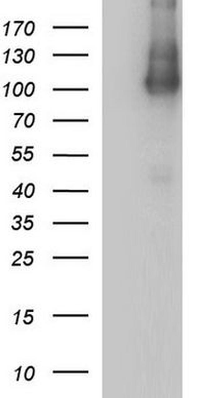 ICAM3 Antibody in Western Blot (WB)