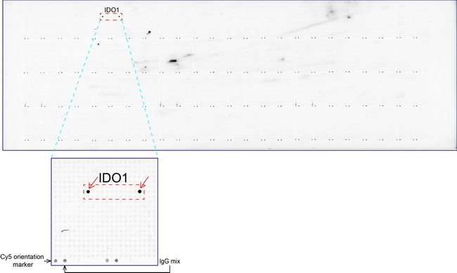 IDO1 Antibody in Peptide array (ARRAY)