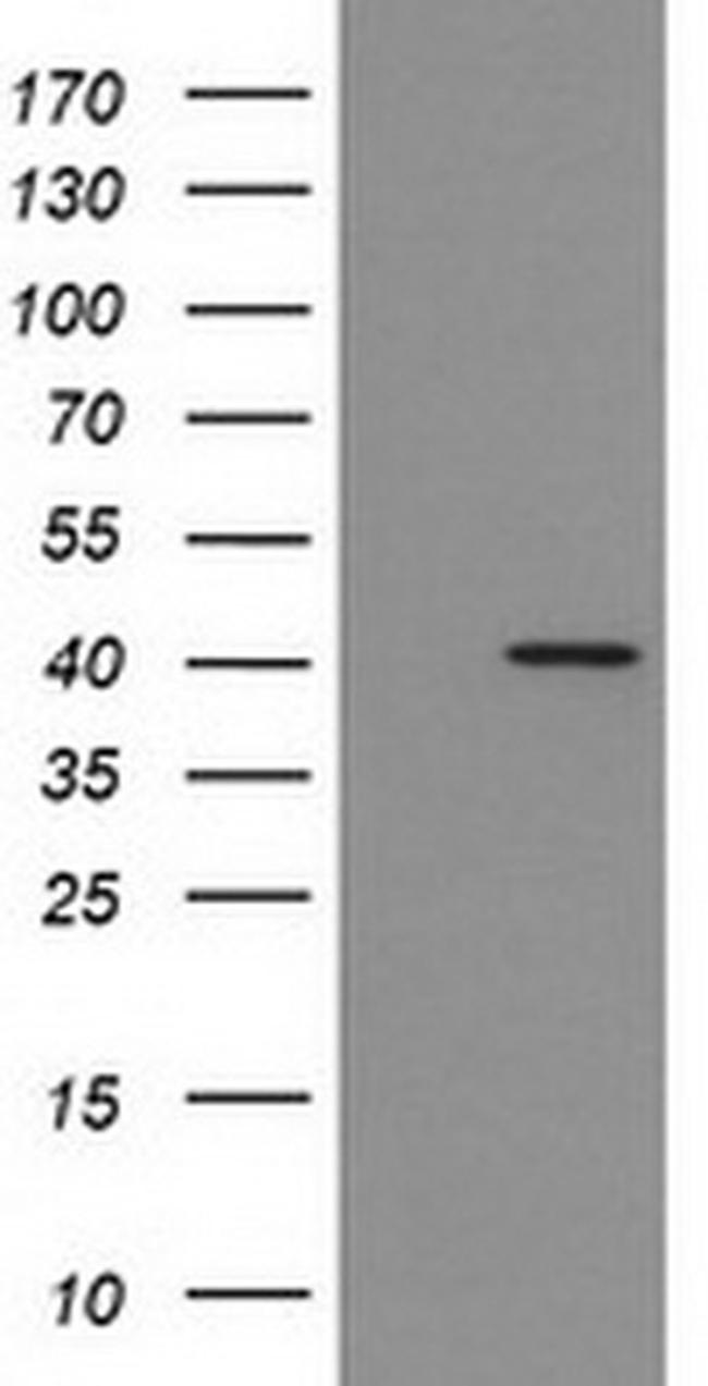 IDO1 Antibody in Western Blot (WB)