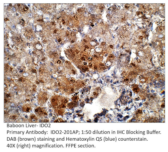 Indoleamine 2 3-dioxygenase 2 Antibody in Immunohistochemistry (IHC)
