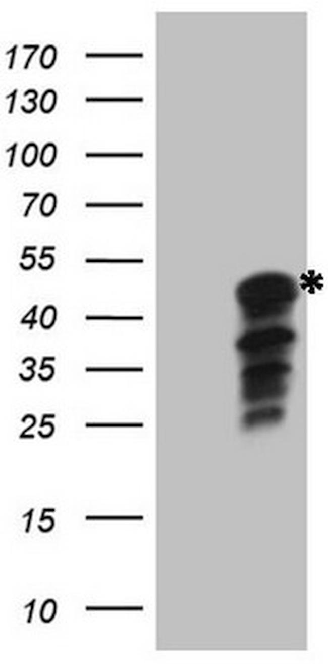 IDO2 Antibody in Western Blot (WB)