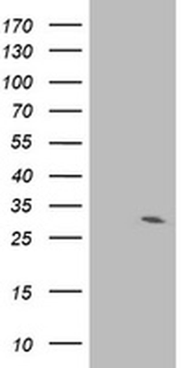 IFI35 Antibody in Western Blot (WB)