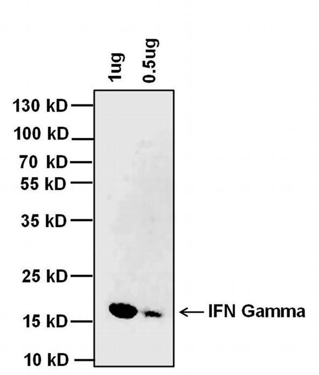 IFN gamma Antibody in Western Blot (WB)