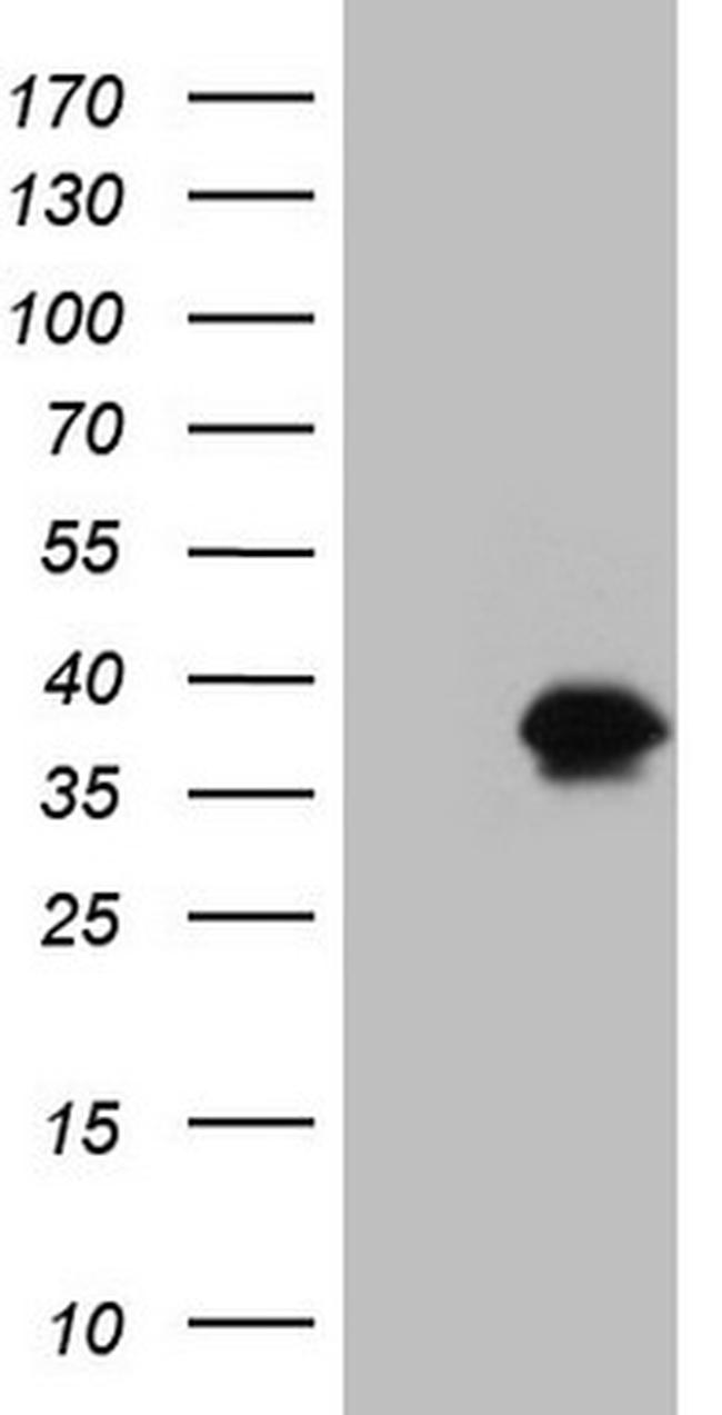 IGFBP1 Antibody in Western Blot (WB)