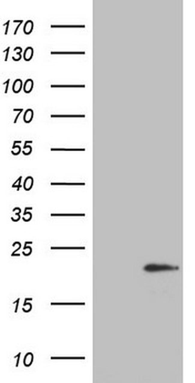 IL20 Antibody in Western Blot (WB)