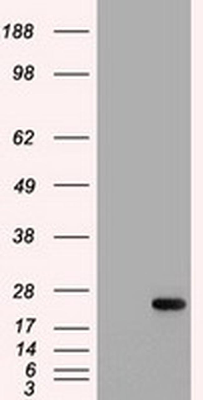 IL6 Antibody in Western Blot (WB)