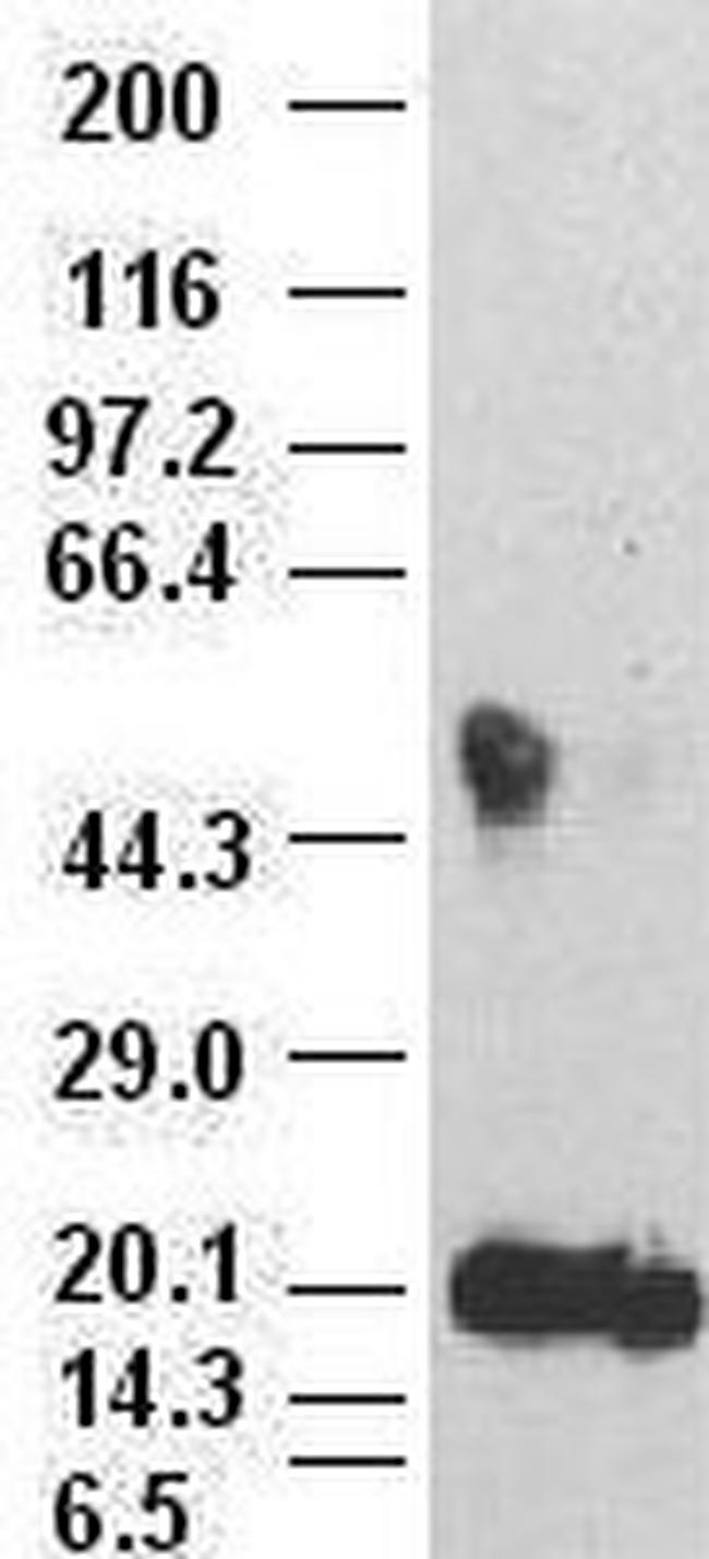IL6 Antibody in Western Blot (WB)