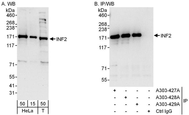 INF2 Antibody in Western Blot (WB)
