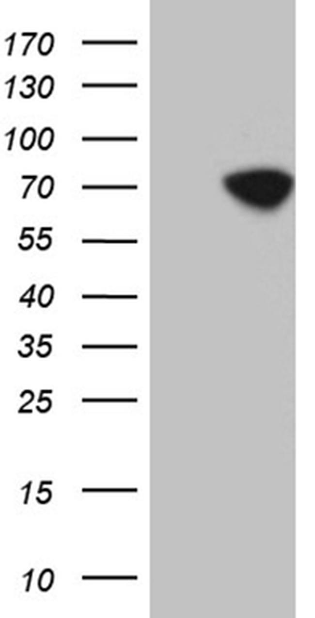IRF2BP1 Antibody in Western Blot (WB)
