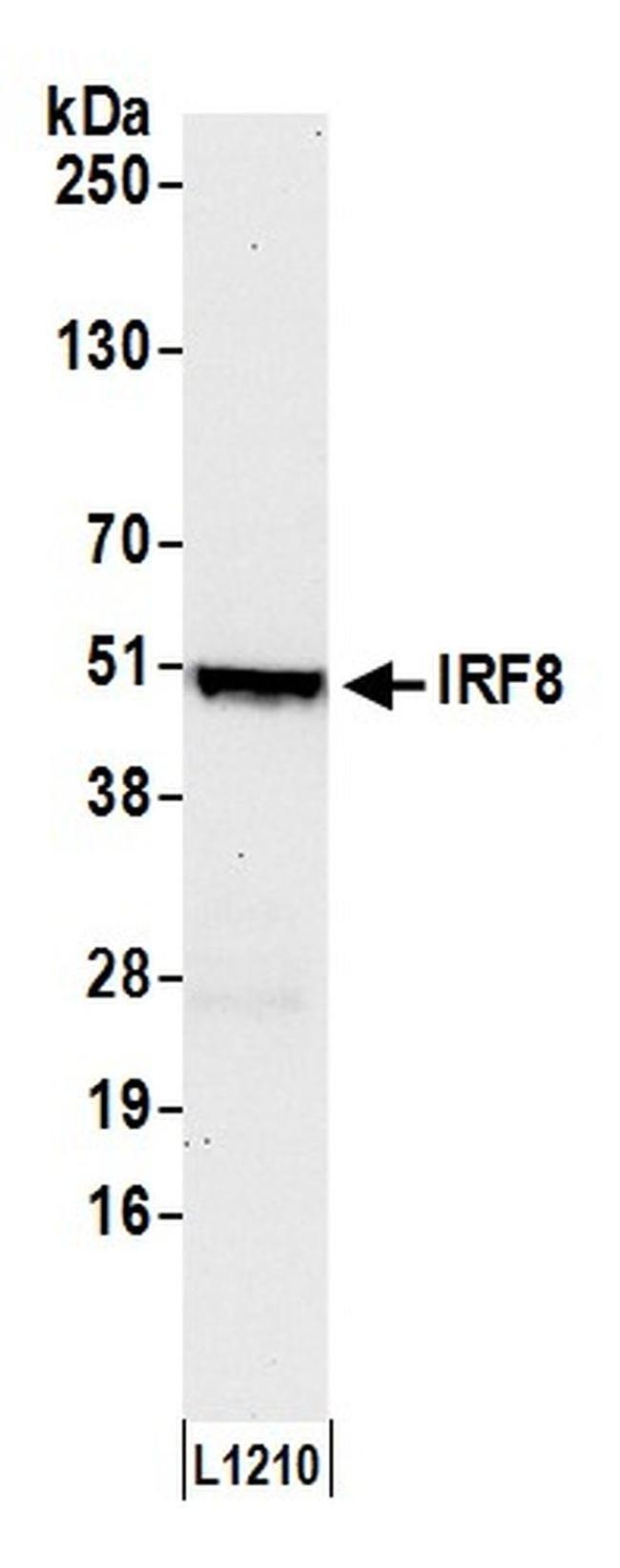 IRF8 Antibody in Western Blot (WB)
