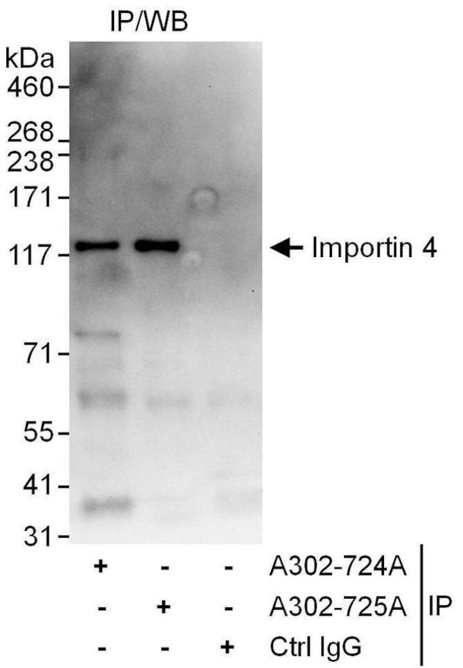 Importin 4 Antibody in Immunoprecipitation (IP)
