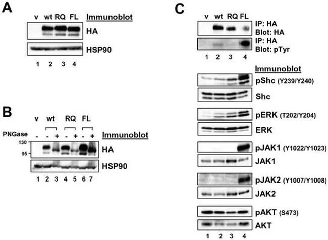 Phospho-JAK1 (Tyr1022, Tyr1023) Antibody in Western Blot (WB)