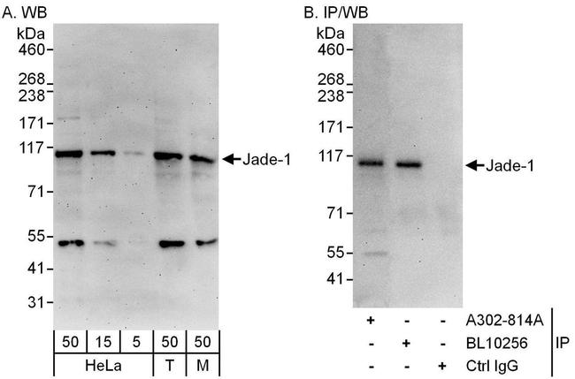 Jade-1 Antibody in Western Blot (WB)
