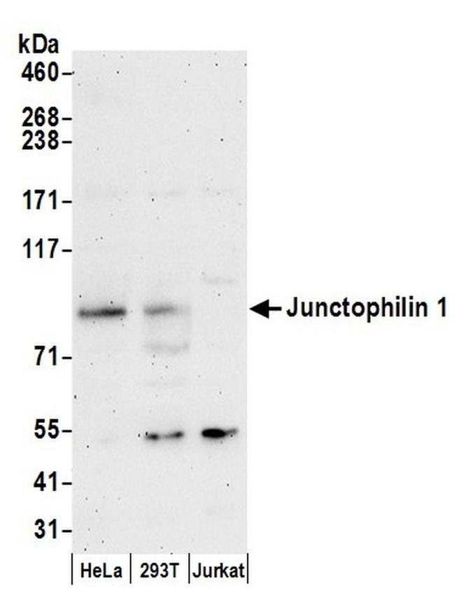 Junctophilin 1 Antibody in Western Blot (WB)