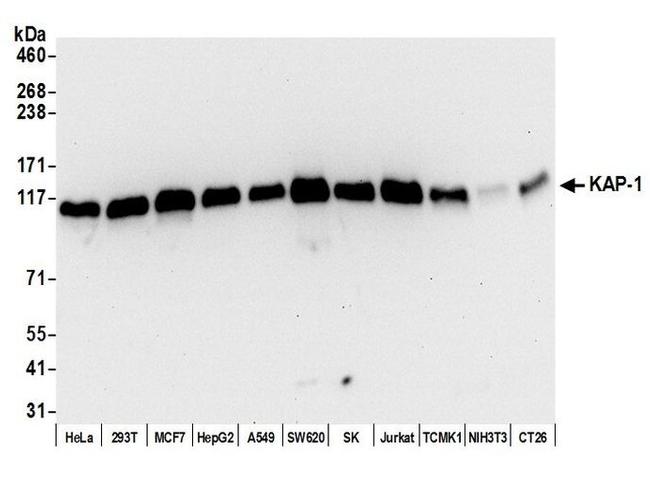 KAP-1 Antibody in Western Blot (WB)