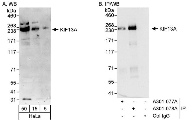 KIF13A Antibody in Western Blot (WB)