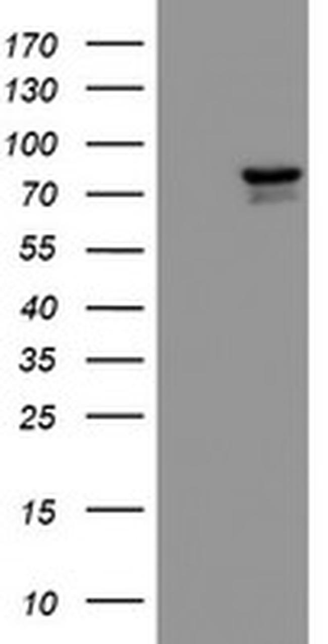 KIF2C Antibody in Western Blot (WB)