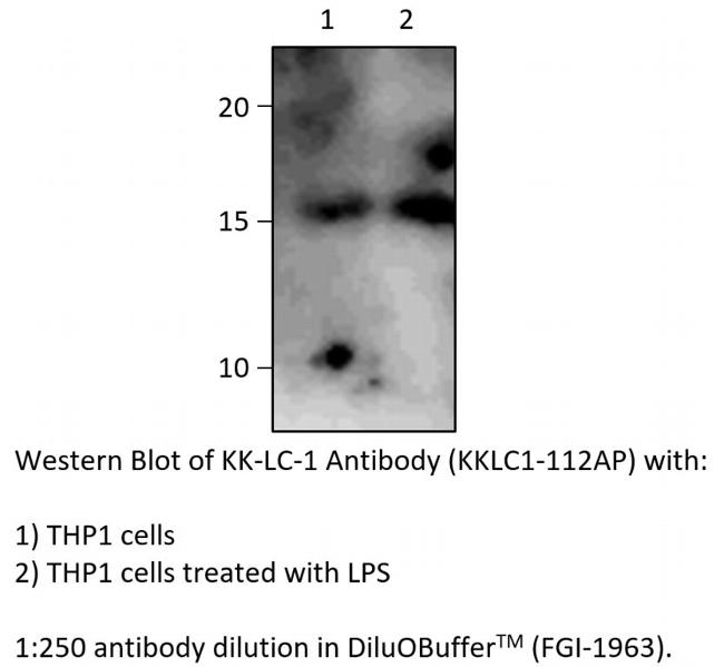 KK-LC-1 Antibody in Western Blot (WB)