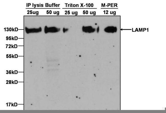 LAMP1 Antibody in Western Blot (WB)