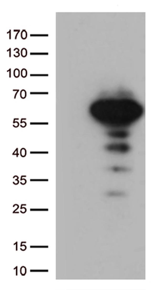 LEF1 Antibody in Western Blot (WB)