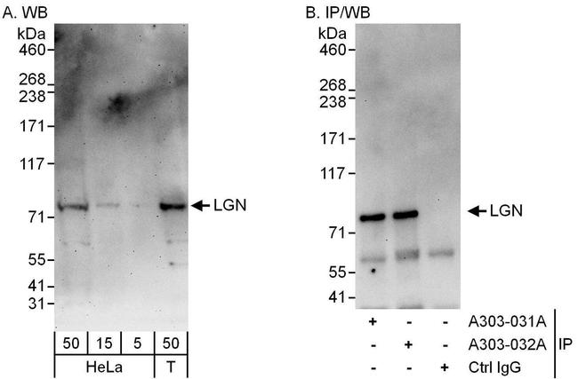 LGN Antibody in Western Blot (WB)