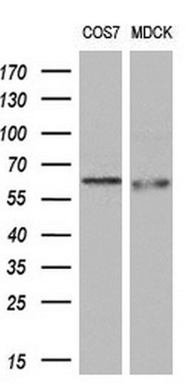 LIPG Antibody in Western Blot (WB)