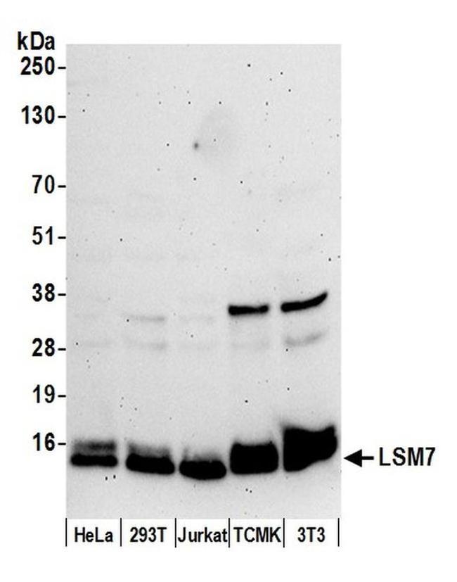 LSM7 Antibody in Western Blot (WB)