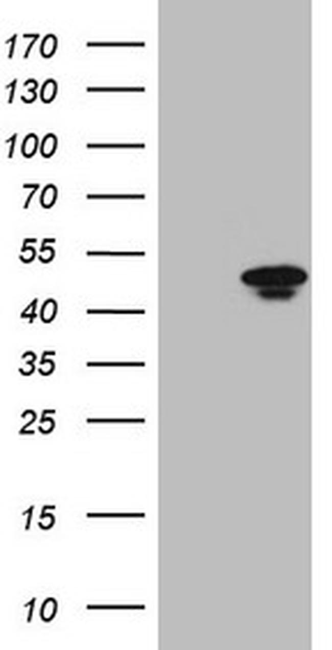 LUZP4 Antibody in Western Blot (WB)