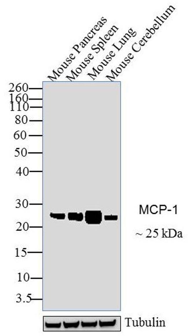 MCP-1 Antibody in Western Blot (WB)