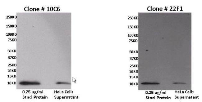 CXCL11 Antibody in Western Blot (WB)