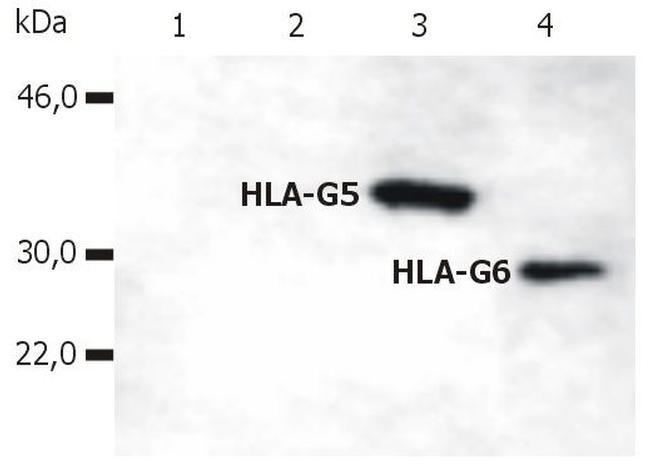 HLA-G (soluble) Antibody in Western Blot (WB)