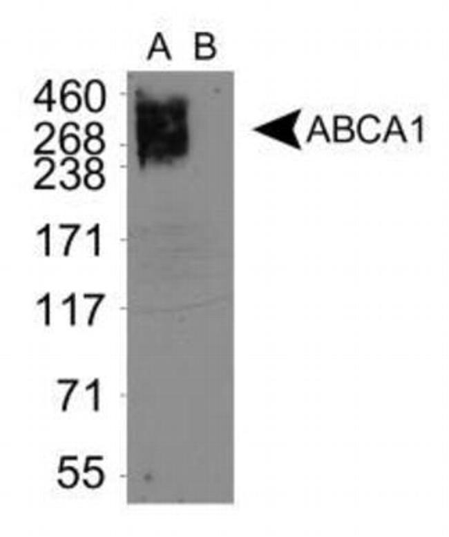 ABCA1 Antibody in Western Blot (WB)