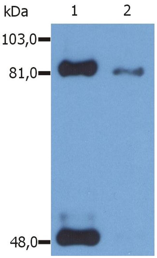 Phospho-STAT1 (Ser727) Antibody in Western Blot (WB)