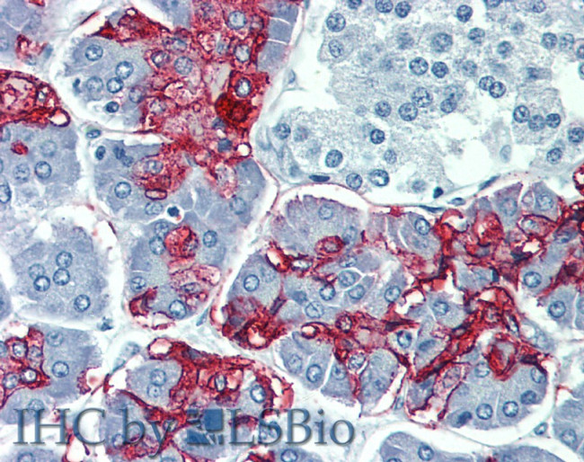 Blood Group Lewis A Antibody in Immunohistochemistry (Paraffin) (IHC (P))