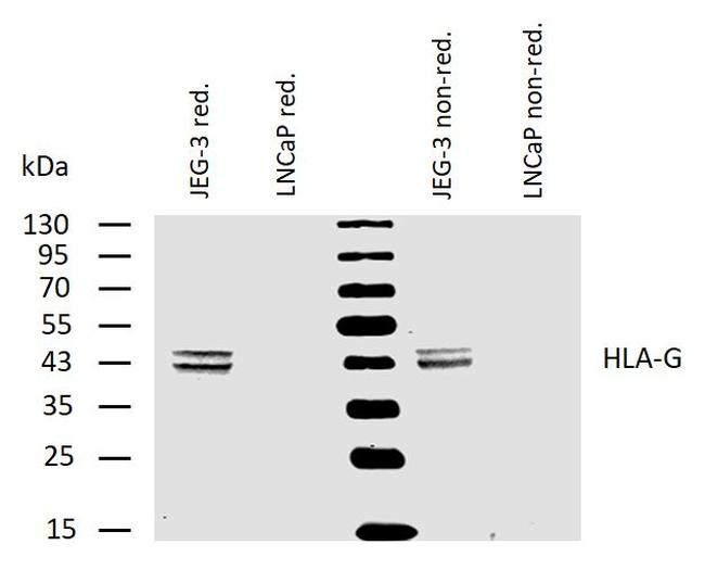 HLA-G Antibody in Western Blot (WB)