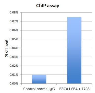 BRCA1 Antibody in ChIP Assay (ChIP)