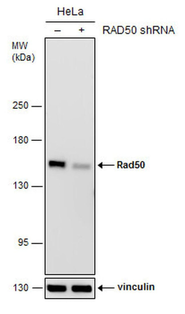 RAD50 Antibody