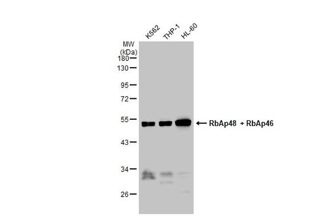 RbAp46/RbAp48 Antibody in Western Blot (WB)