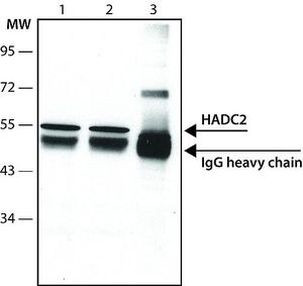 HDAC2 Antibody in Immunoprecipitation (IP)