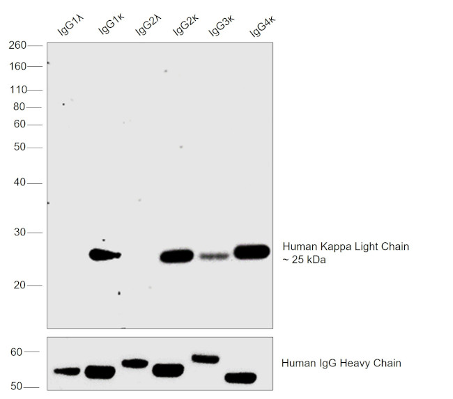 Human Kappa Light Chain Secondary Antibody