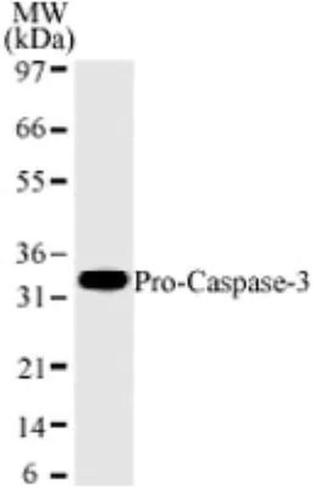 pro-Caspase 3 Antibody in Western Blot (WB)